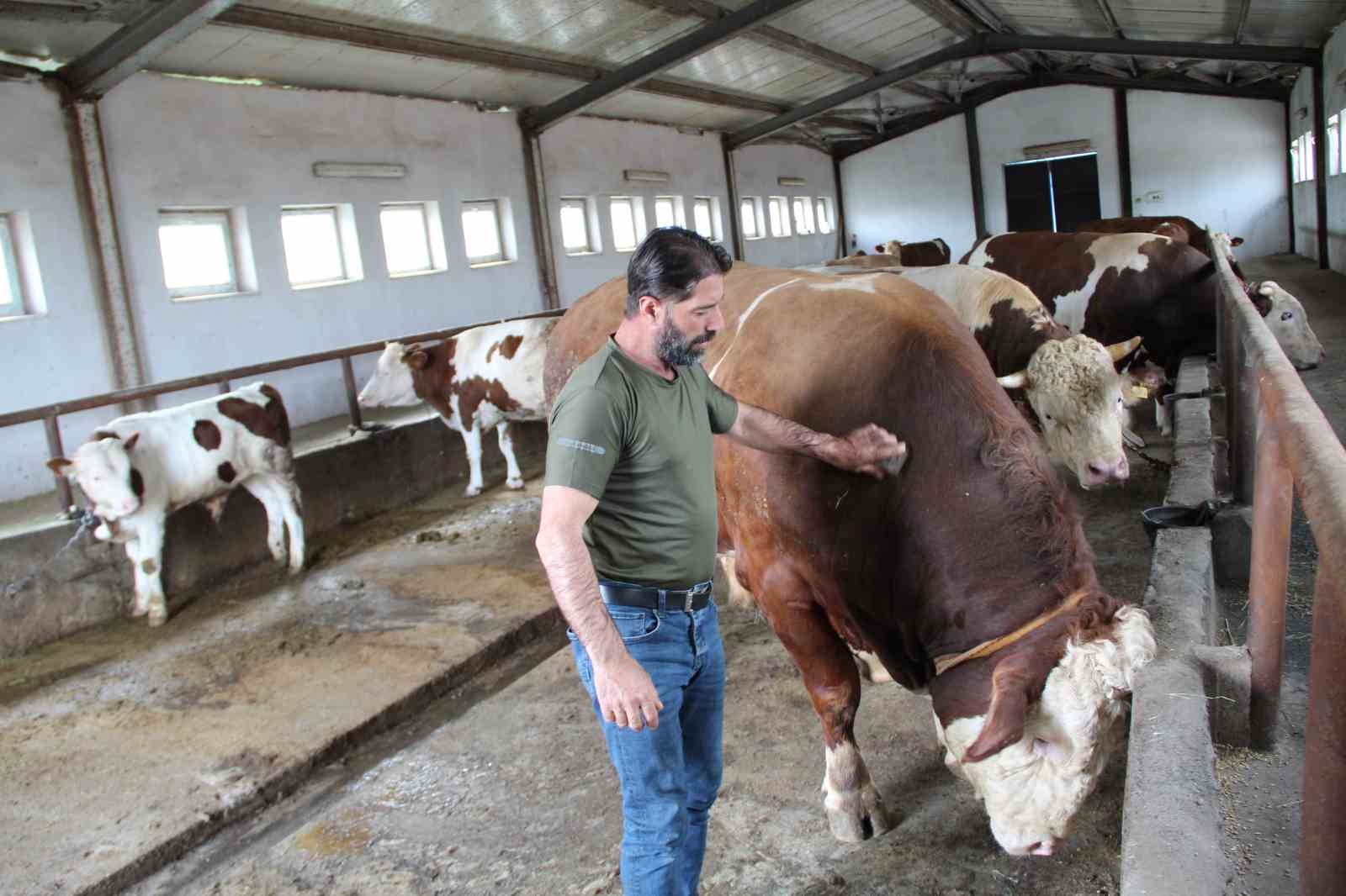 1,5 tonluk &rsquo;Tosun Paşa&rsquo; Kurban Bayramı &ouml;ncesi alıcısını bekliyor
