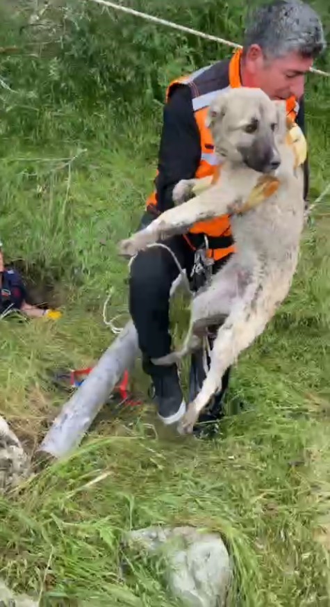 Isparta’da foseptik çukuruna düşen yavru köpek ve kaplumbağa kurtarıldı
