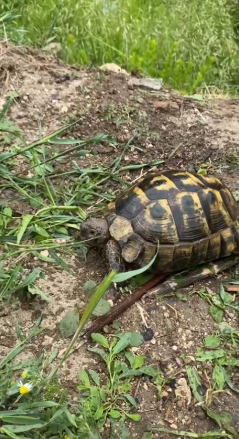 Isparta&rsquo;da foseptik &ccedil;ukuruna d&uuml;şen yavru k&ouml;pek ve kaplumbağa kurtarıldı
