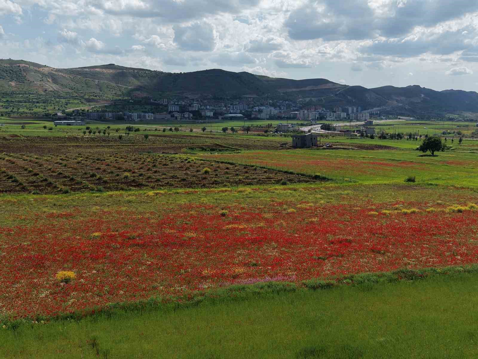 Gercüş Ovası kırmızıya boyandı