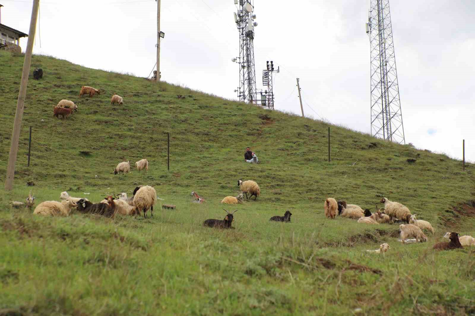 Hakkari’de Kurban pazarı hareketlendi