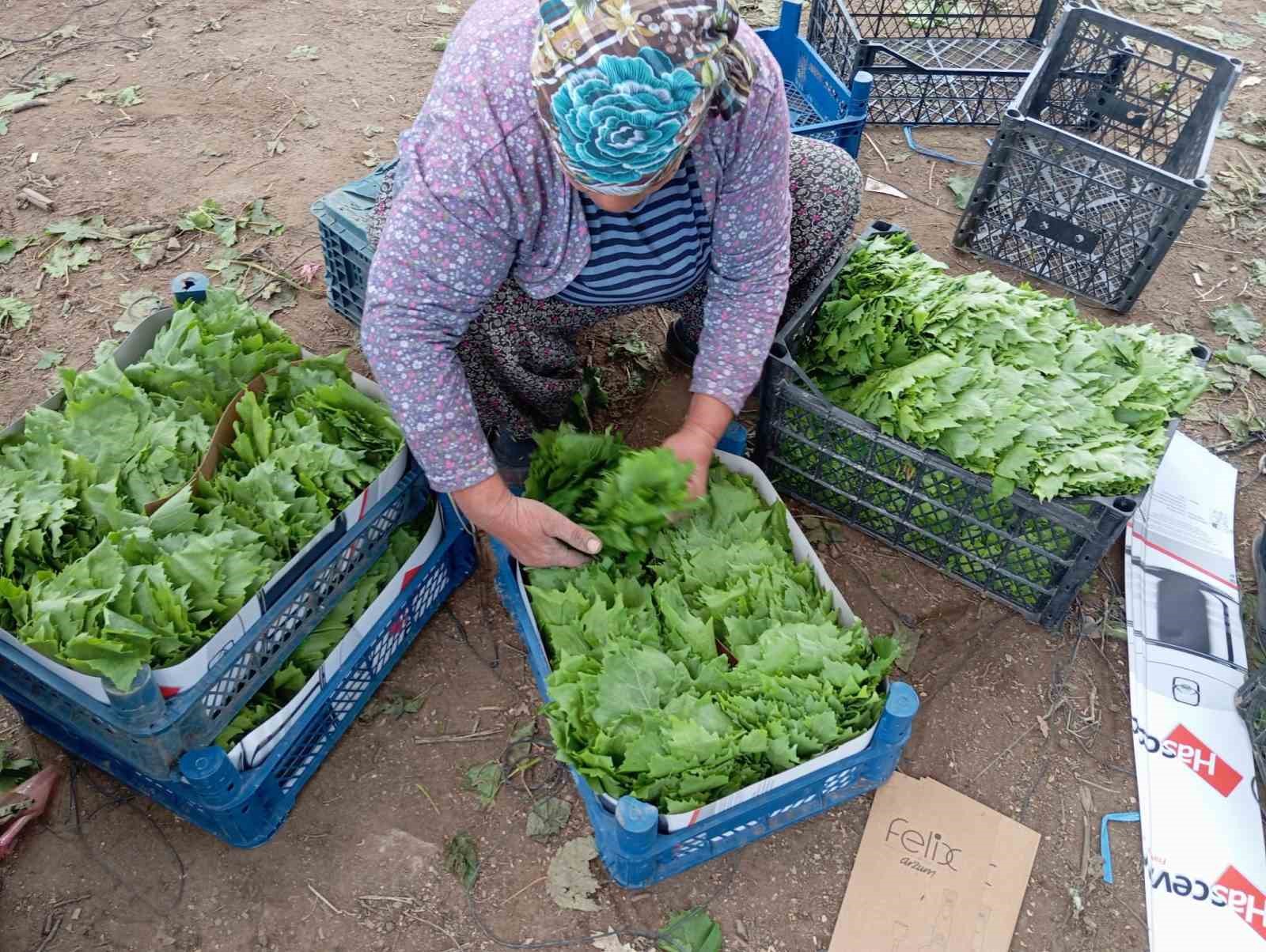 Yeşil altın bağcıya erken kazan&ccedil; sağlıyor

