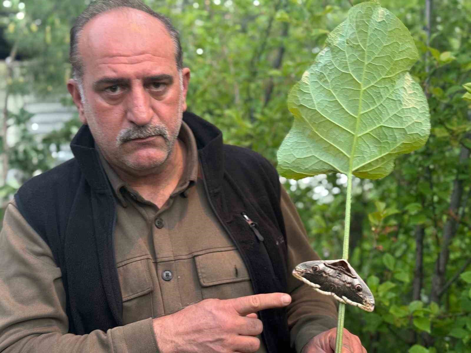 Oltu’da baykuş kelebeği görüntülendi