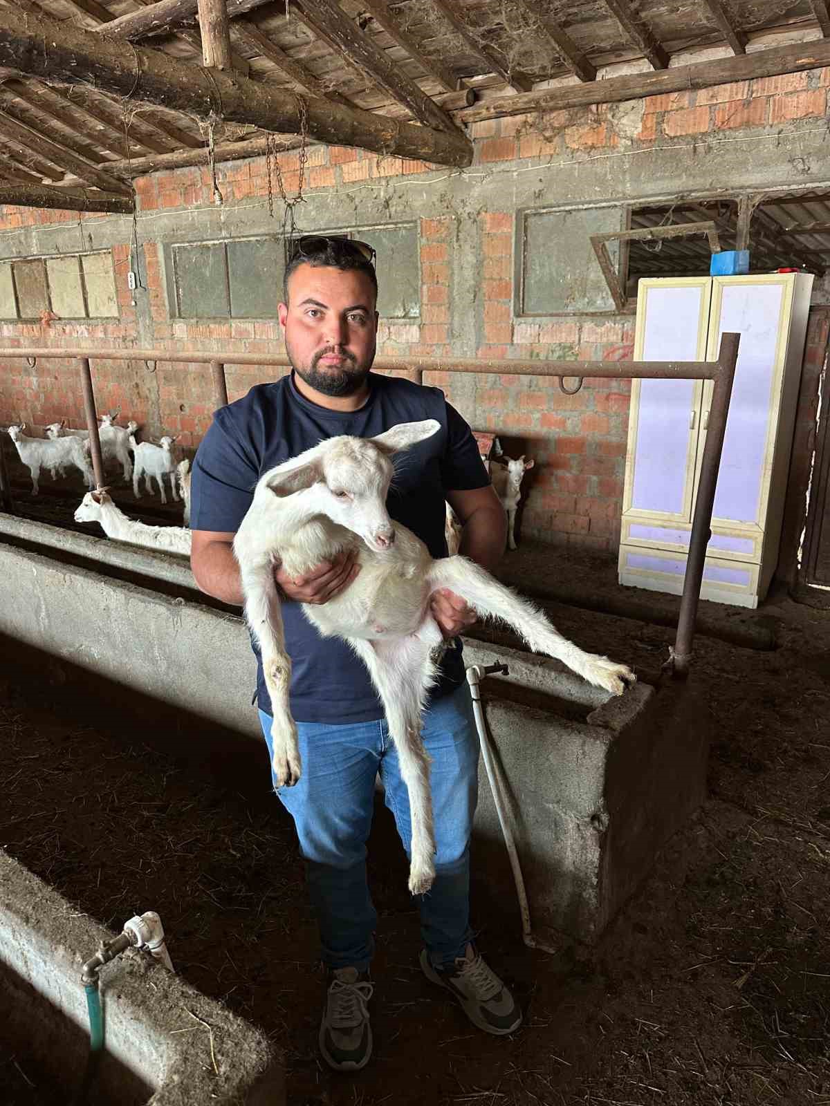 Çanakkale’de 3 bacaklı oğlak görenleri şaşırtıyor
