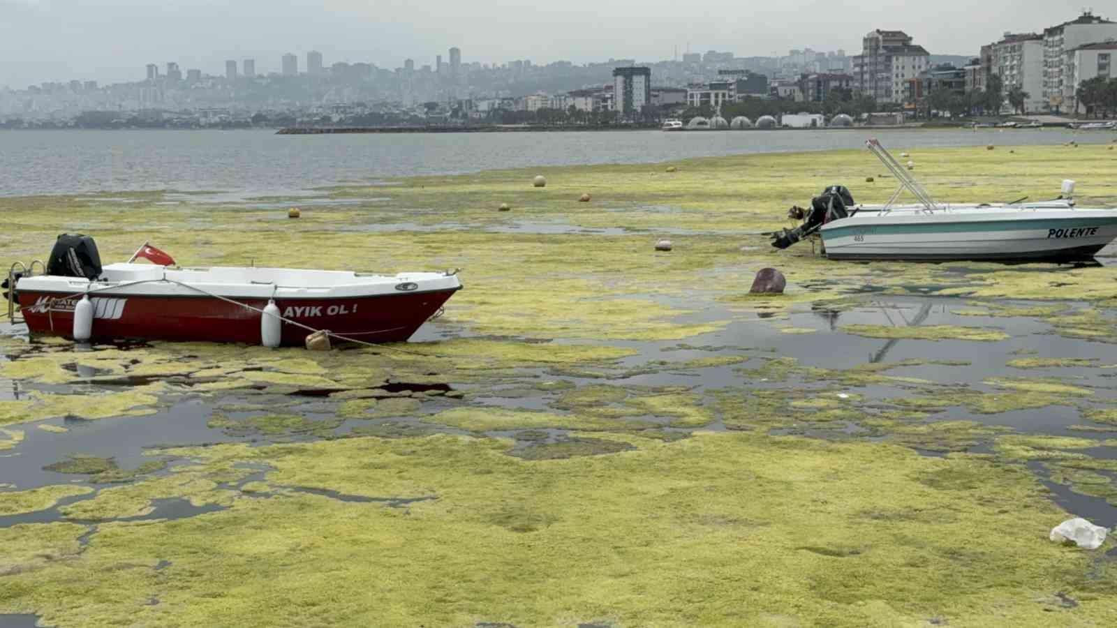 Kurupelit Marina&rsquo;daki "deniz marulu" sorununa neşter: 345 bin metrek&uuml;p dip &ccedil;amuru temizlenecek
