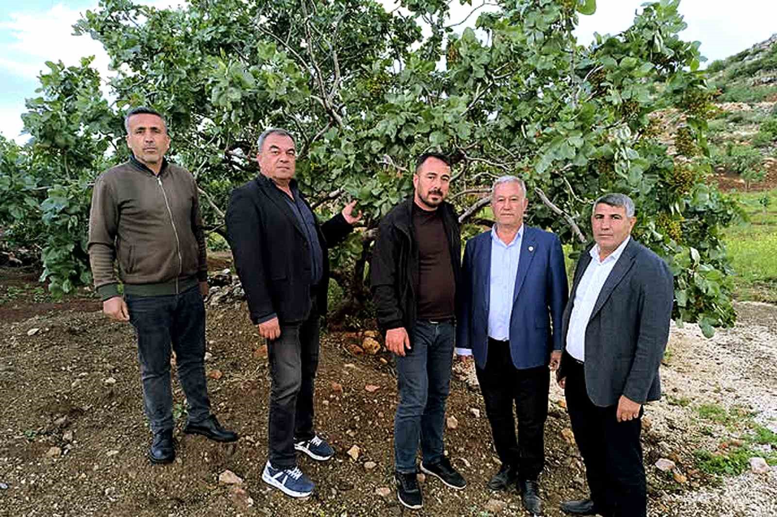 Altun, dolu yağışlarının ardından fıstık bahçelerini gezdi