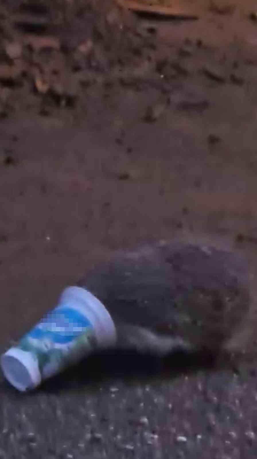 Ayran kutusuna sıkışan kirpinin zor anları kamerada
