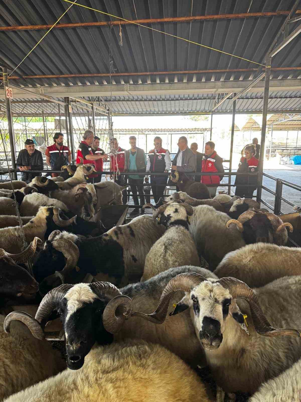 Aydın&rsquo;da kurbanlık satış noktalarında kontrol yapıldı
