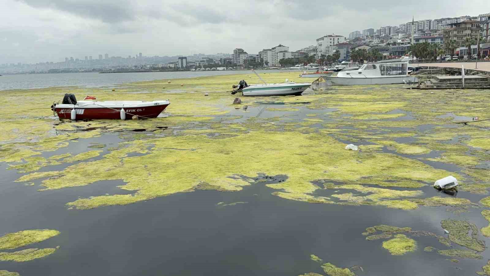 Kurupelit Marina’daki "deniz marulu" sorununa neşter: 345 bin metreküp dip çamuru temizlenecek
