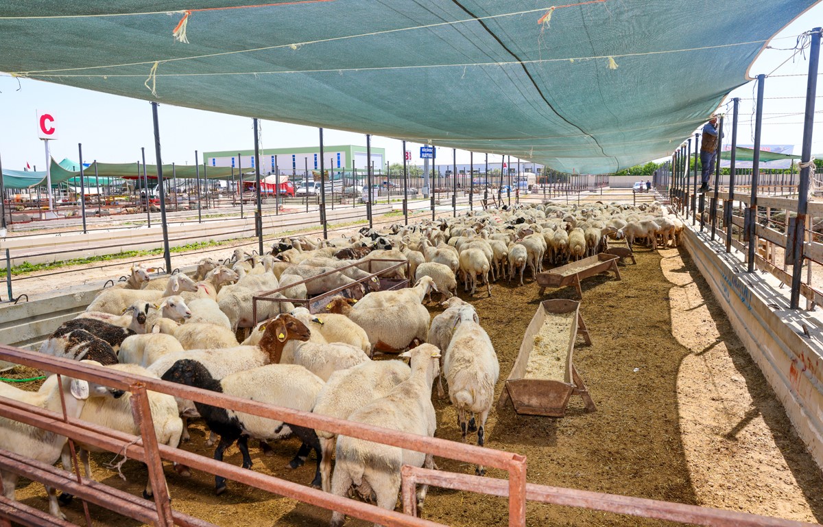Selçuklu bayrama hazır