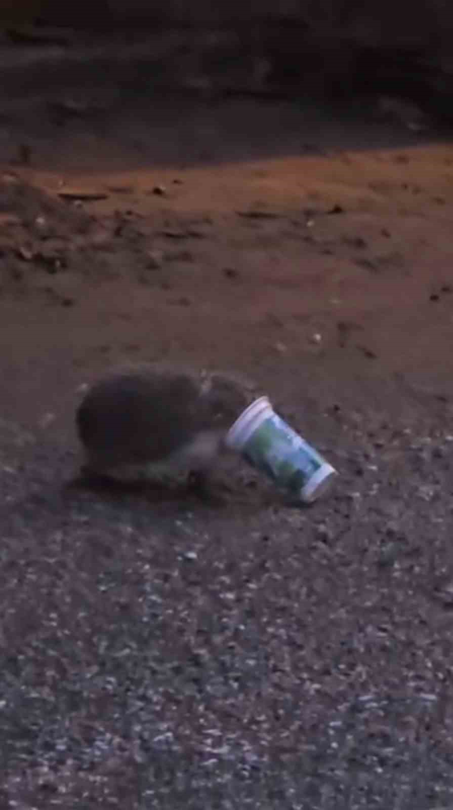 Ayran kutusuna sıkışan kirpinin zor anları kamerada