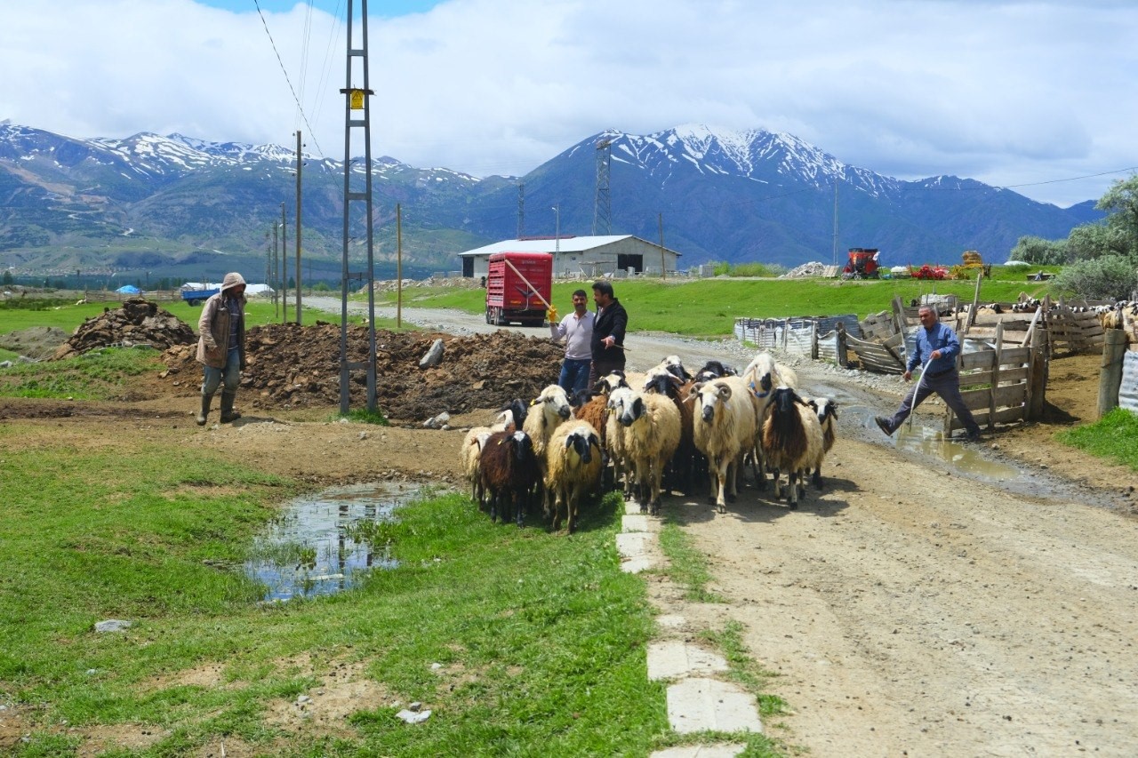Erzincan’da yayla yolculuğu başladı, üreticiler hayvanları kamyonlara yüklemekte zorlandı