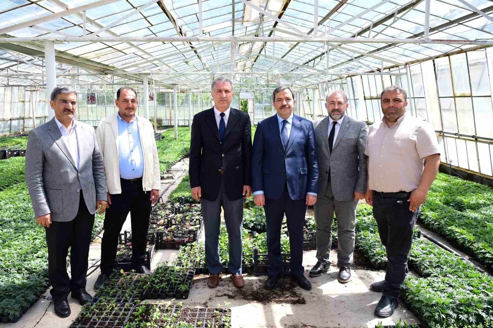 MT&Uuml;&rsquo;de yılda 500 bin s&uuml;s bitkisi &uuml;retiliyor
