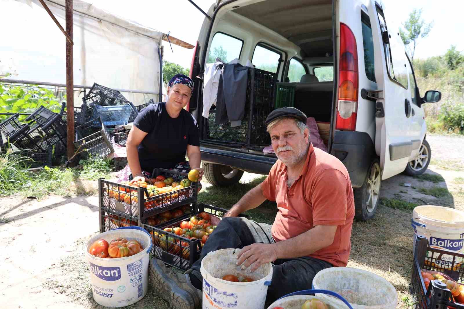 Dangalak domatesin hasadı başladı