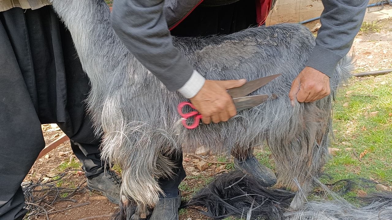 Kozan’da keçilere yaz bakımı
