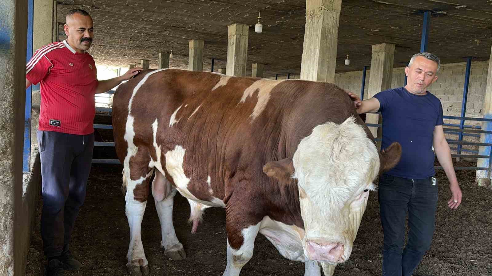 Özenle büyüttüğü boğasına ‘Gardaşım’ diyerek hitap eden besicinin bir ton 300 kiloluk kurbanlığı alıcı buldu