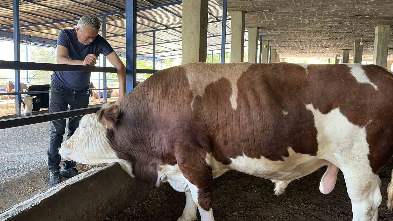 Özenle büyüttüğü boğasına ‘Gardaşım’ diyerek hitap eden besicinin bir ton 300 kiloluk kurbanlığı alıcı buldu