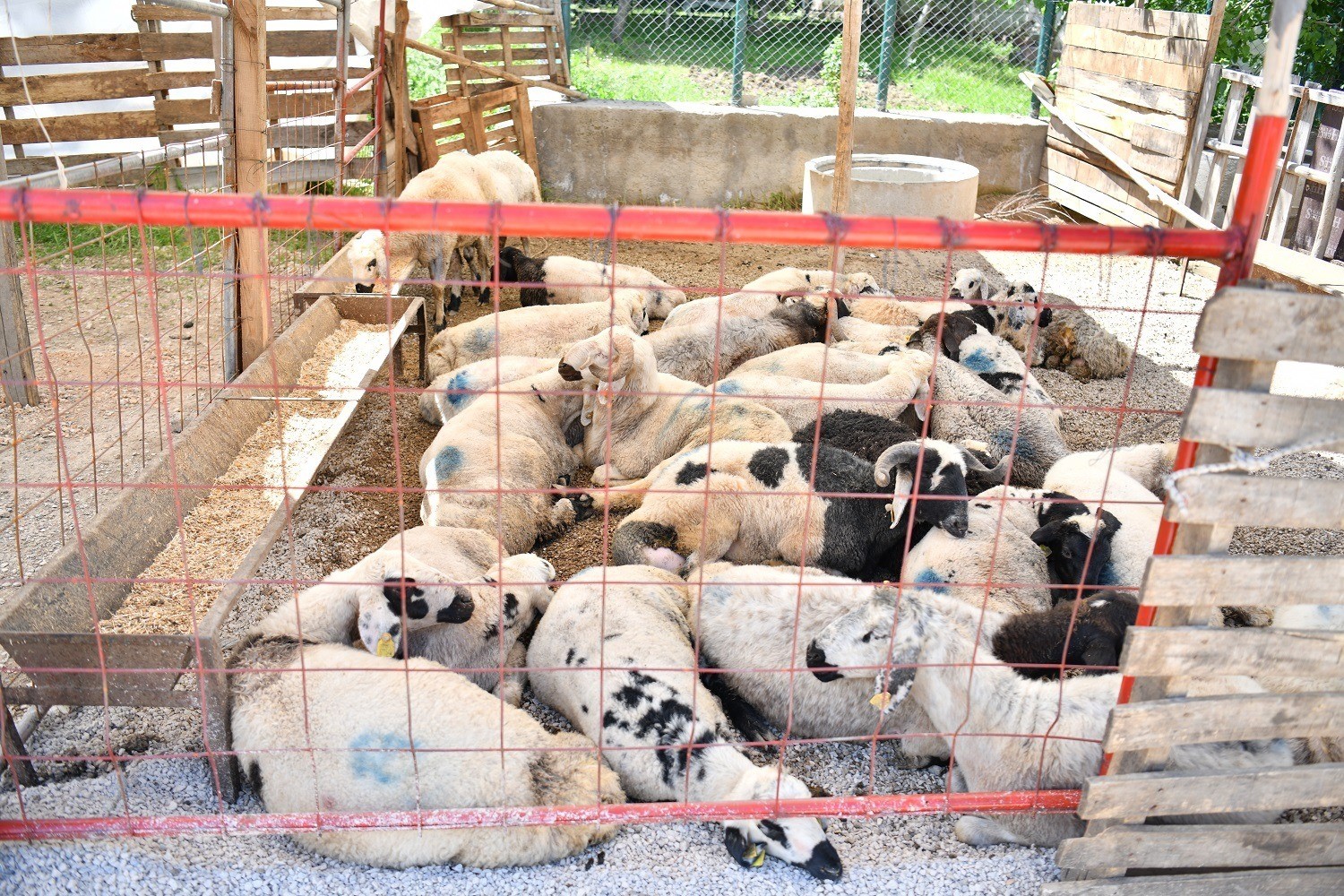 Yeşilyurt Belediyesi’nden kurban satış ve kesim yerlerinde bayram mesaisi