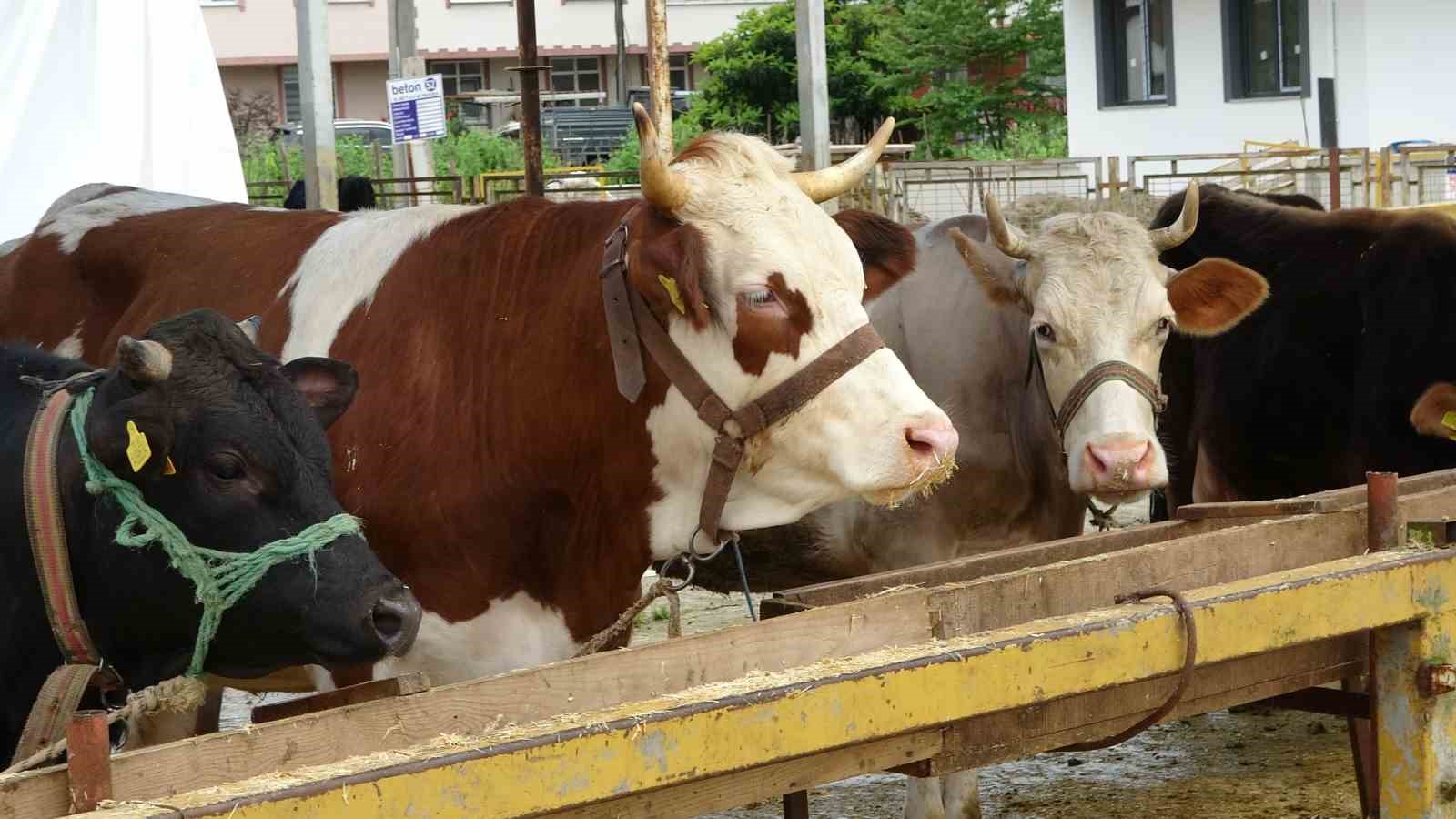 Ordu&rsquo;da besiciler, gurbet&ccedil;ilerin yolunu g&ouml;zl&uuml;yor
