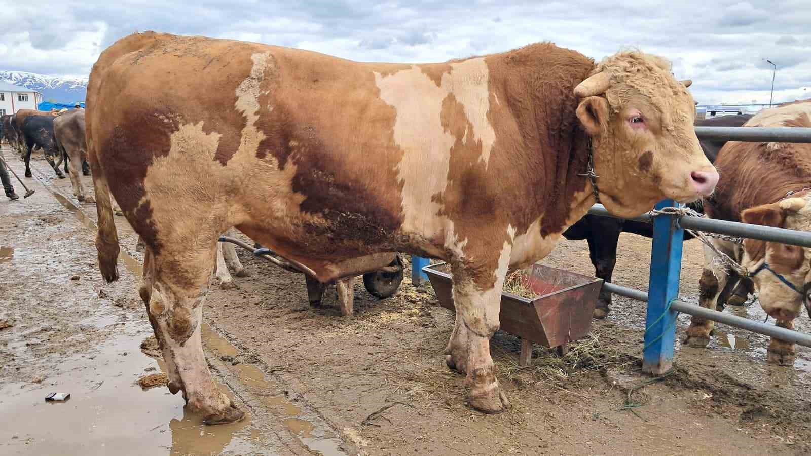 Şampiyon "Çakır" 525 bin TL’den satışta