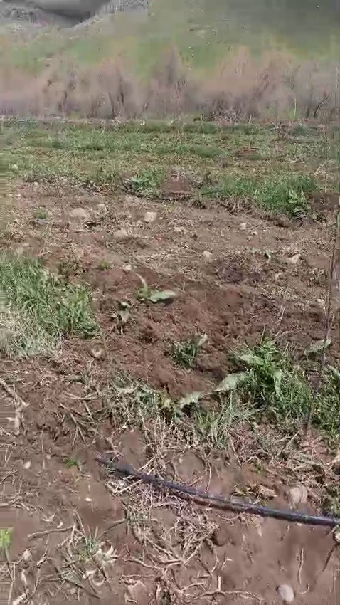 Suya kapılan b&uuml;y&uuml;kbaş hayvan telef oldu
