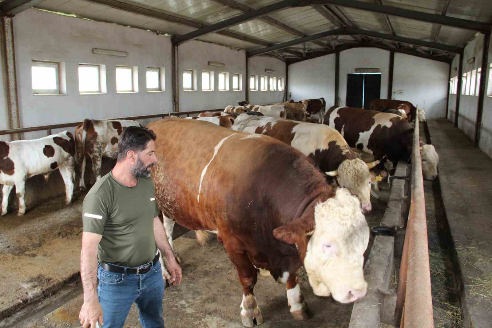Bingöl’de 1,5 tonluk ’Tosun Paşa’ 450 bin liraya alıcı buldu
