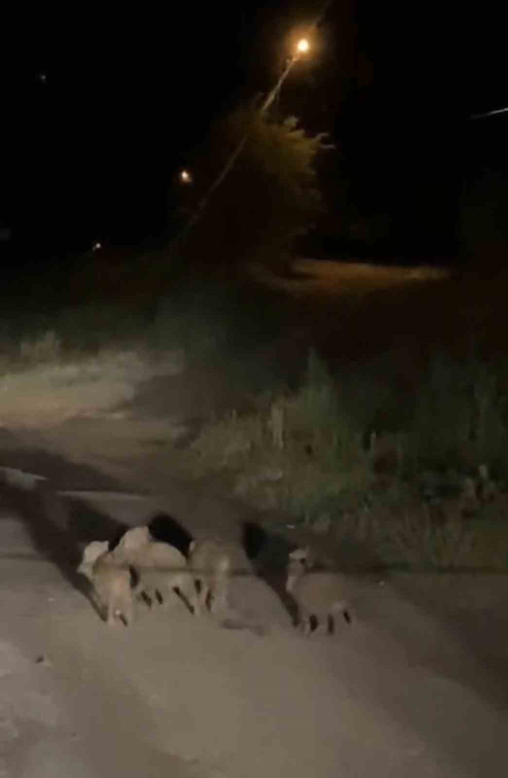 Elazığ&rsquo;da yavru domuzlar kara yolunda g&ouml;r&uuml;nt&uuml;lendi
