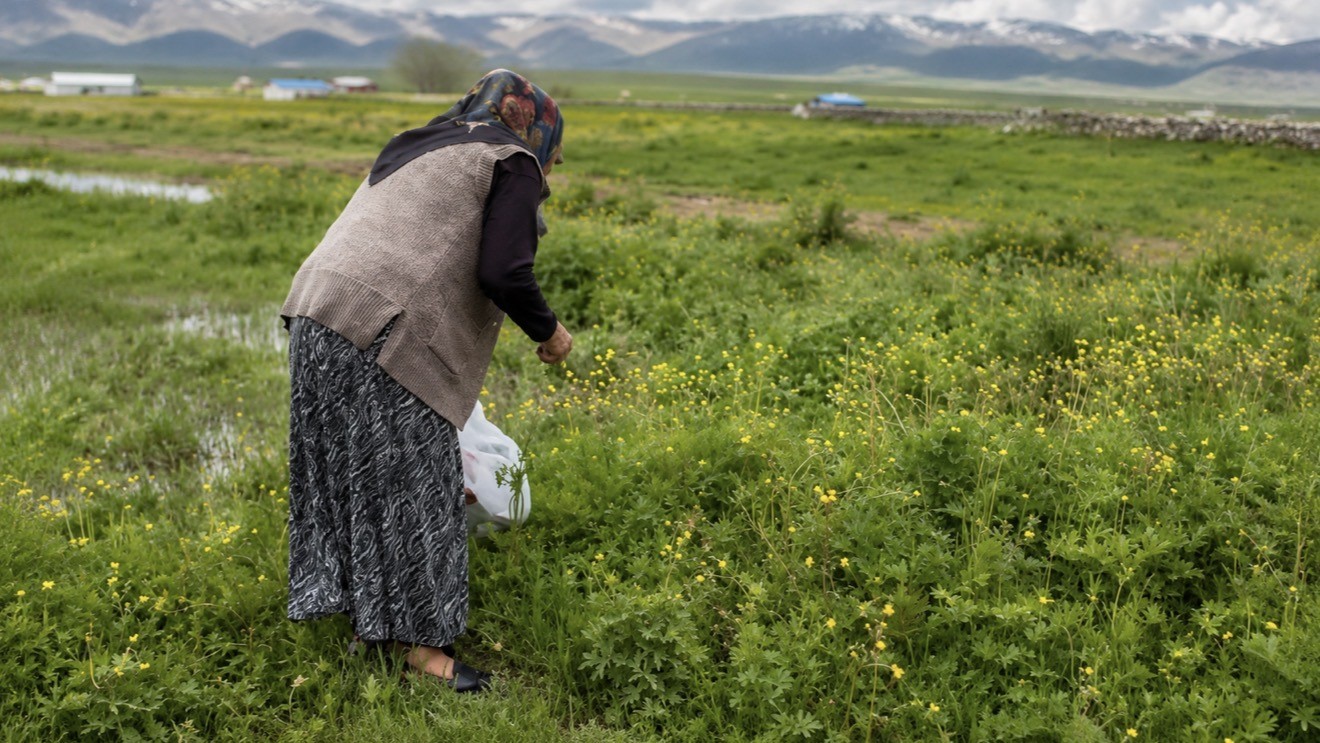 Ağrı’da asırlık gelenek: Şifalı otlar kış sofraları için hazırlanıyor