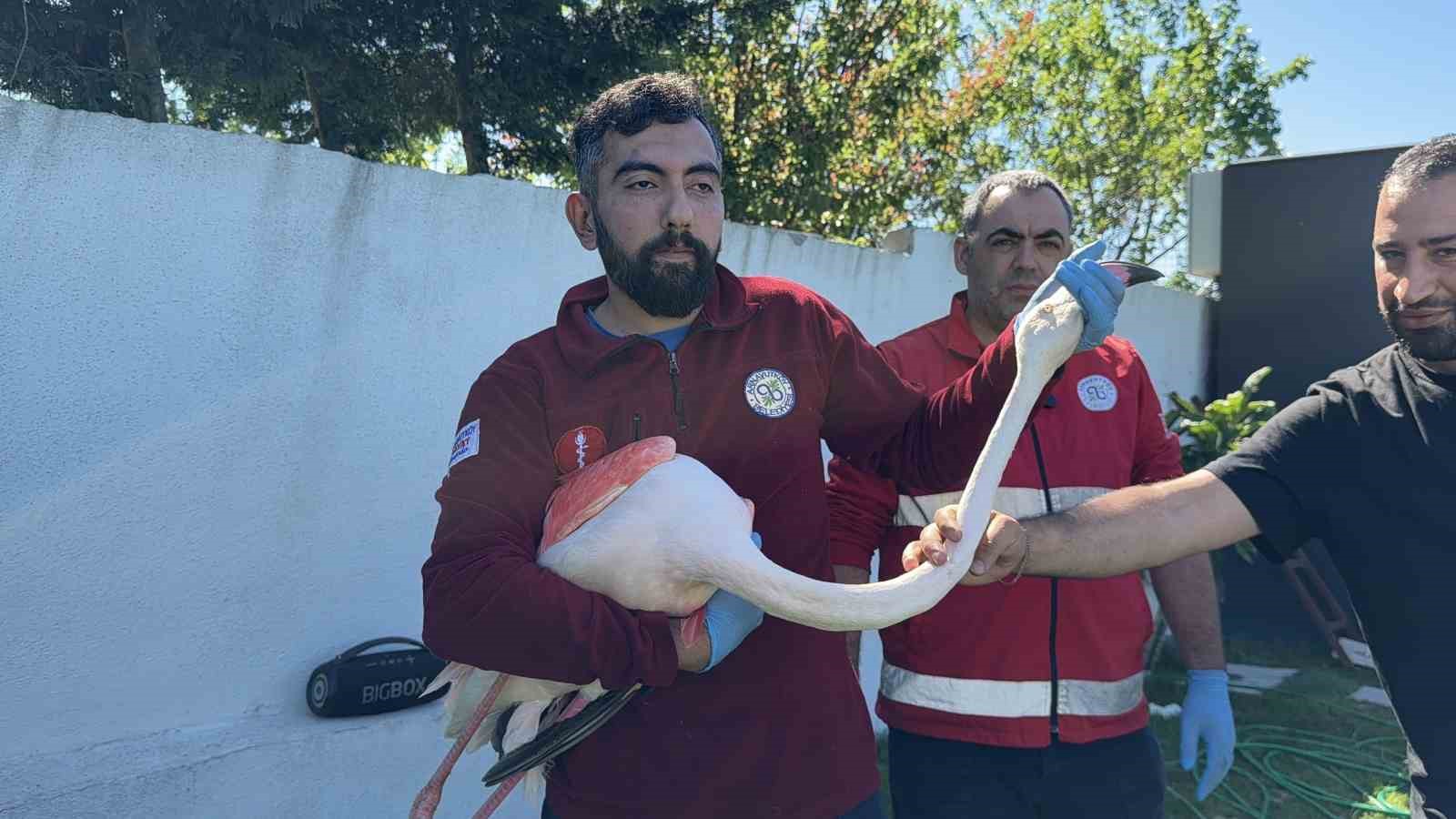 Arnavutköy’de ormanlık alanda kanadı kırık flamingo bulundu