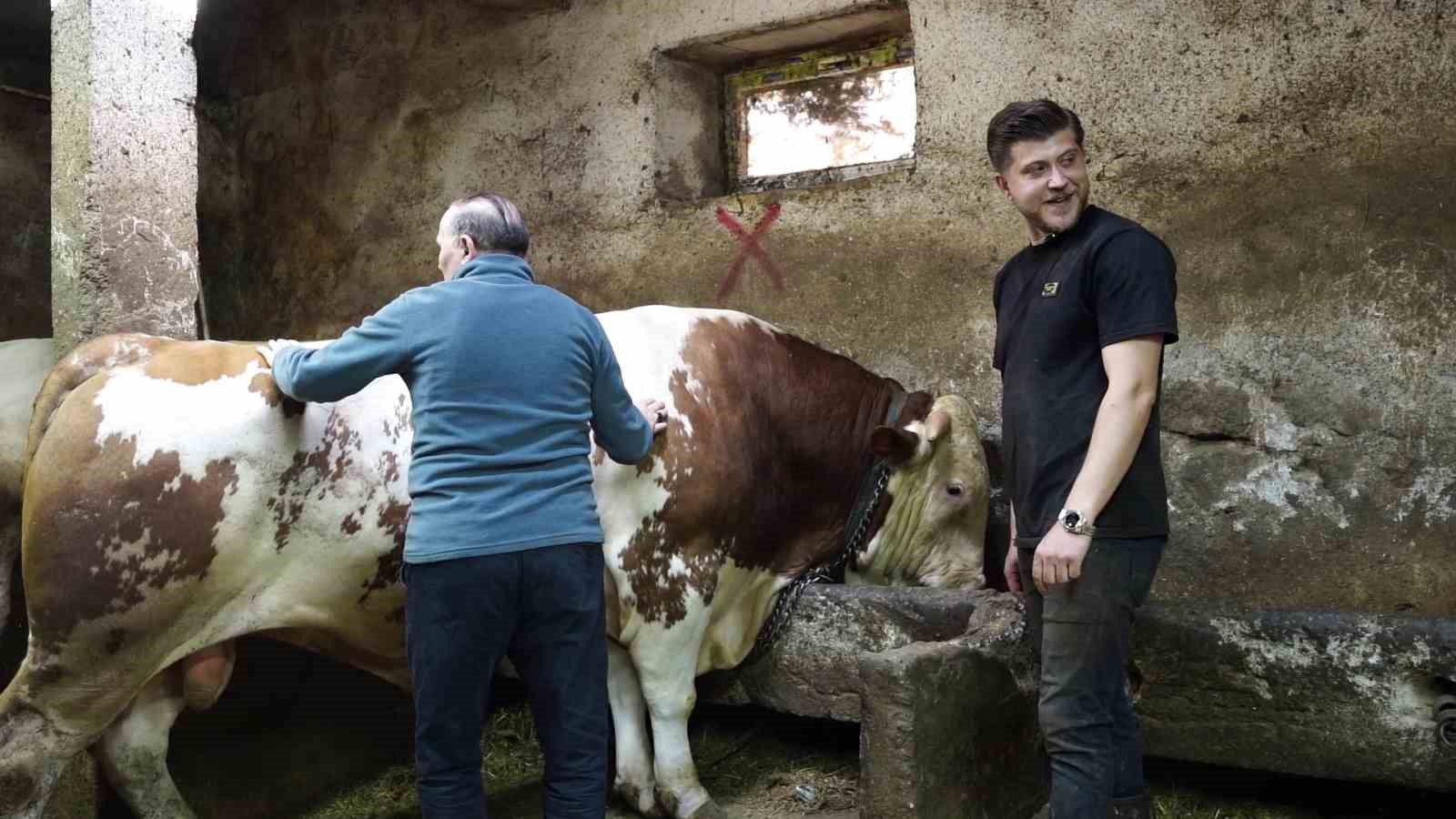 Bir ton 250 kilogramlık dev tosun 550 bin TL&rsquo;ye satıldı
