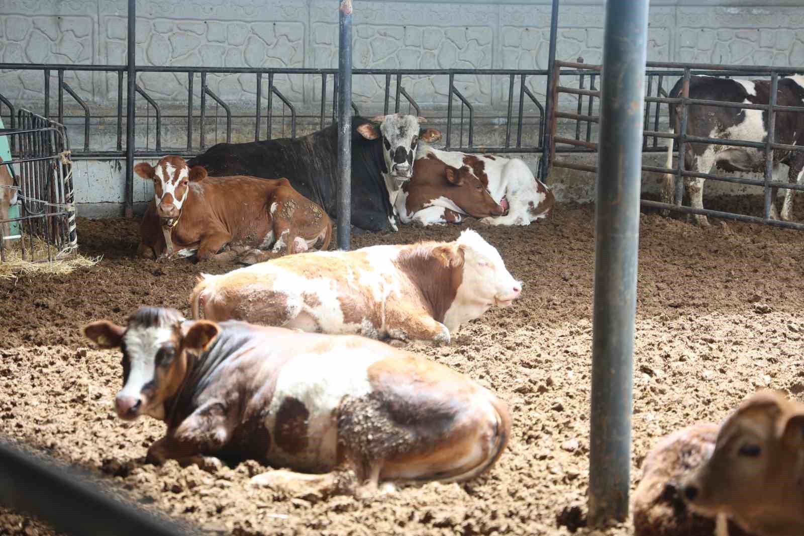 Uzmanı uyardı: Et doğru pişirme y&ouml;ntemi ile hazırlanmalı ve C vitamini i&ccedil;eren gıdalarla t&uuml;ketilmeli

