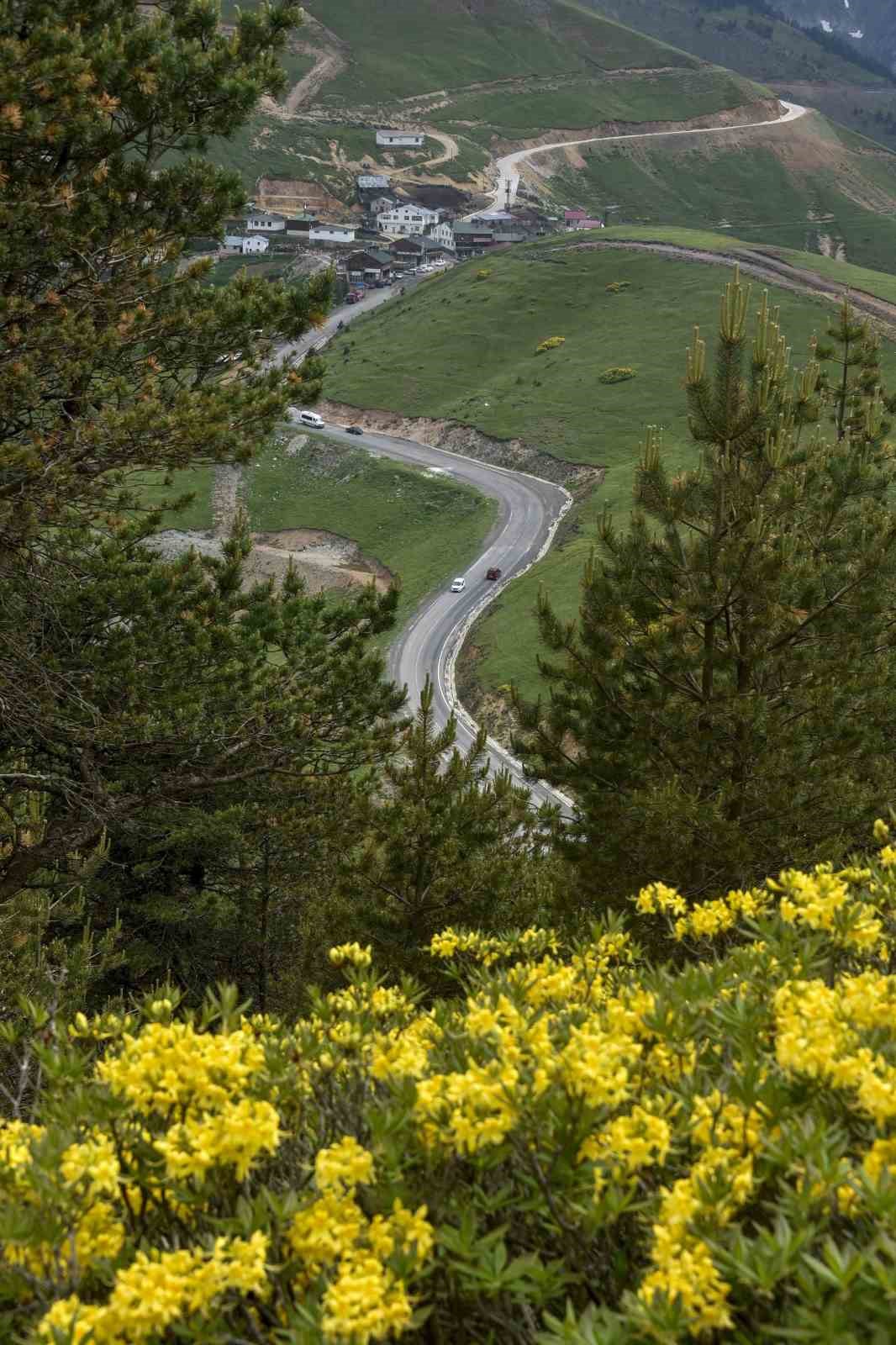 Karadeniz&rsquo;in doğal mirası "komar &ccedil;i&ccedil;eği" ve "deli bal" i&ccedil;in coğrafi değer ve bilin&ccedil;li t&uuml;ketim uyarısı
