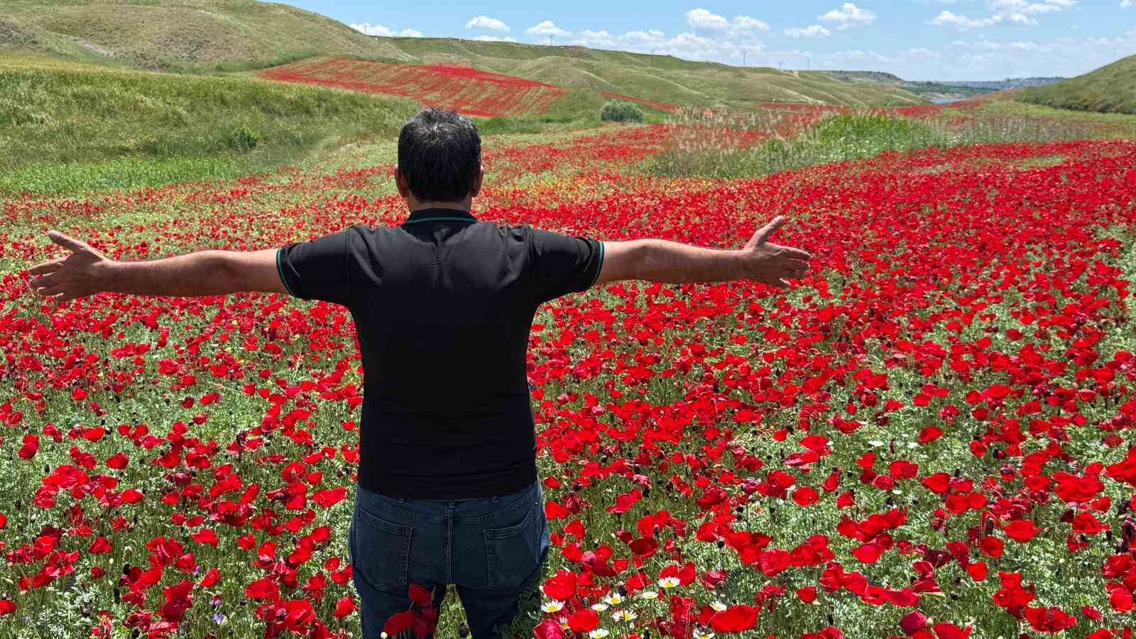 Gelinciklerle kırmızıya bürünen nohut tarlası hayran bıraktı