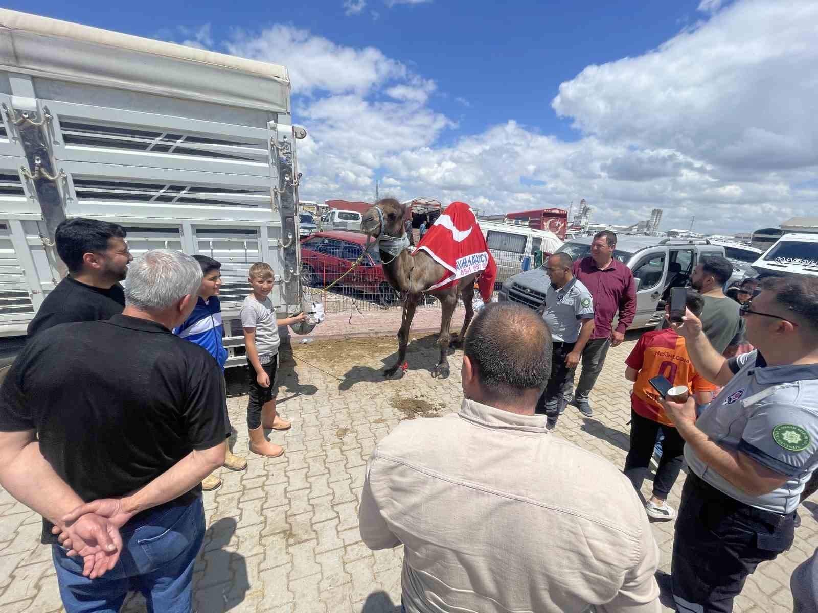 Kurban pazarının gözdesi deve 330 bin TL’ye satıldı
