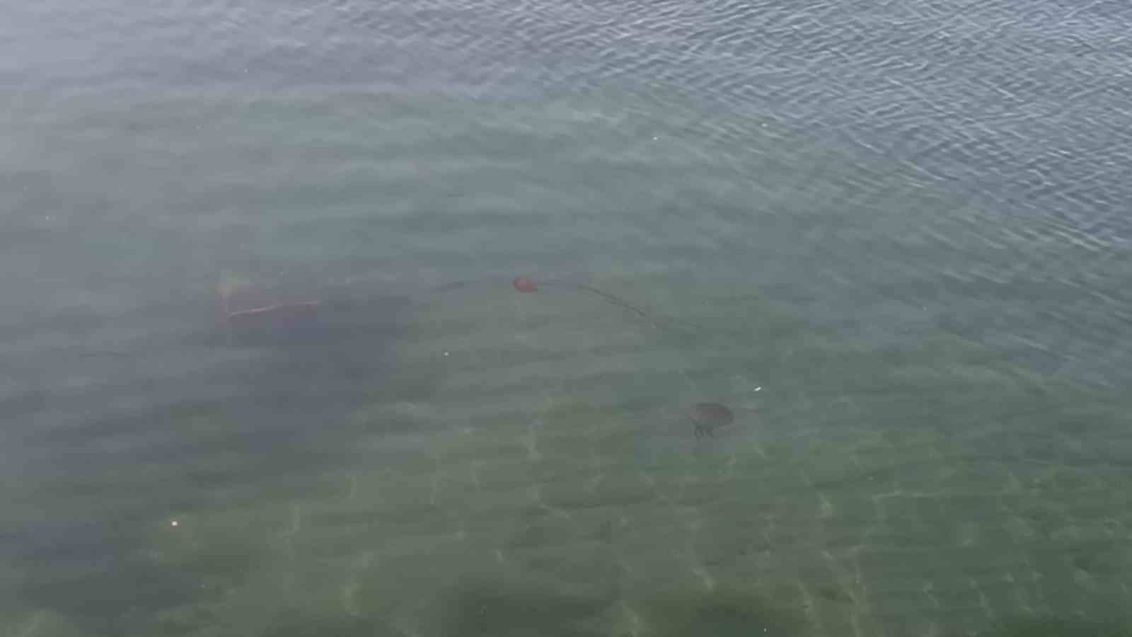 Zehirli pusula deniz anaları Tekirdağ sahilinde görüldü
