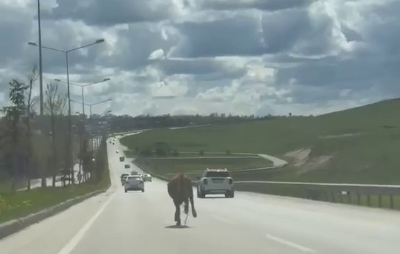 Erzurum&rsquo;da bir kurban klasiği: Ka&ccedil;an kurbanlıklar trafiği birbirine kattı
