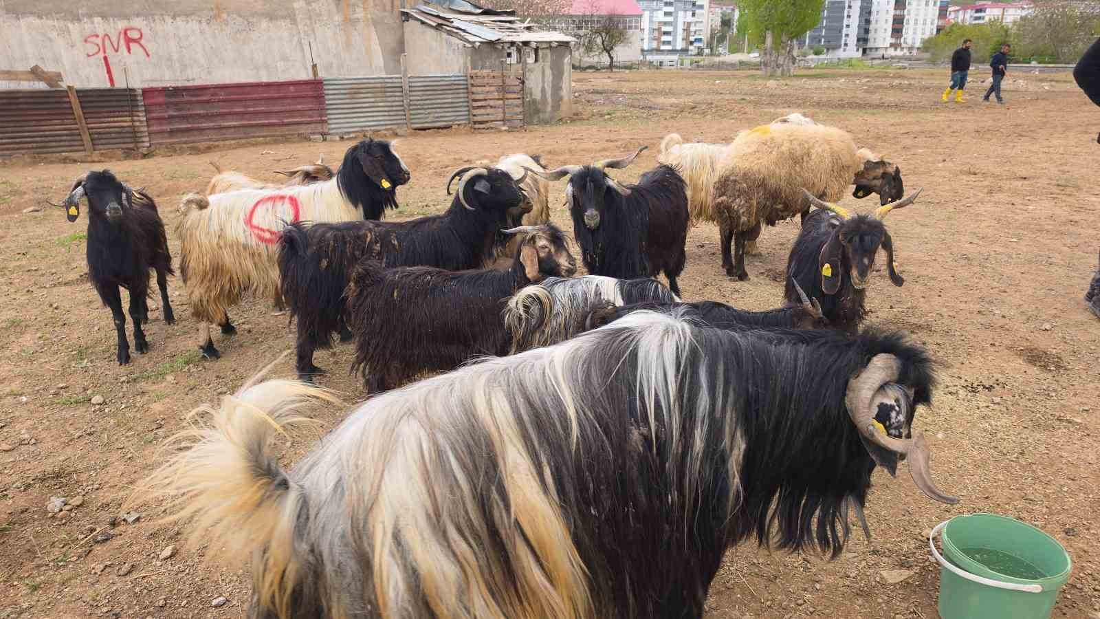 Uzmanından Kurban Bayramı &ouml;ncesi uyarılar
