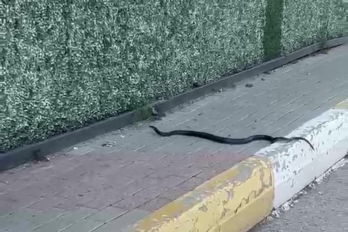 Şırnak’ta yılan paniği
