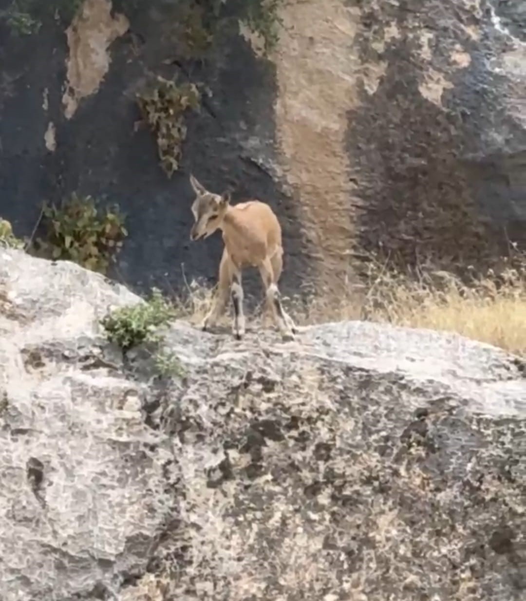 Malatya’da dağ keçileri görüntülendi