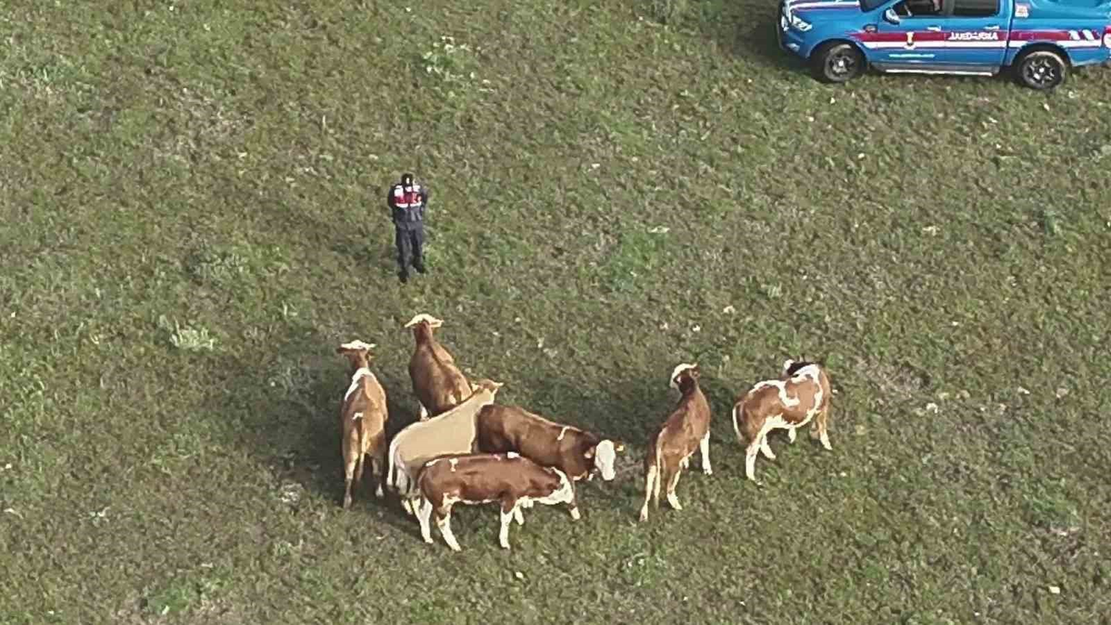 Hayvanları kaybolan vatandaşın imdadına Jandarma yetişti
