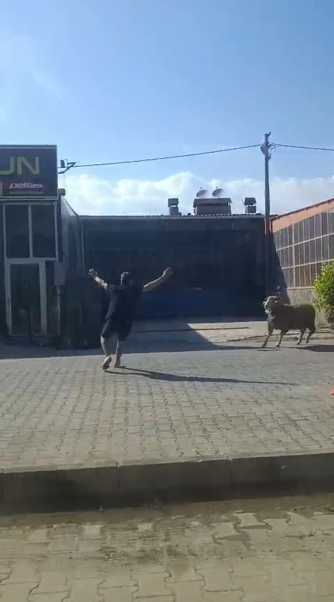 Kaçan kurbanlık koçu esnaf yakaladı