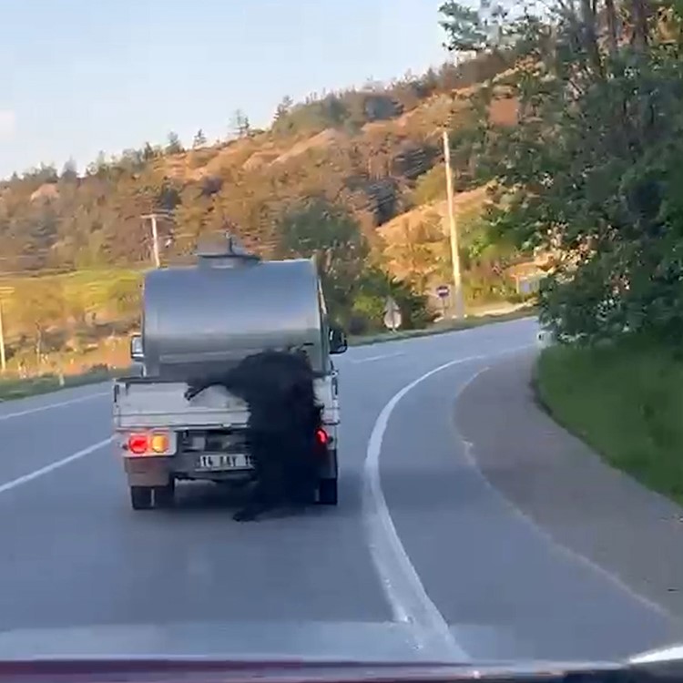 Kurbanlığı araçtan sarkıtıp kilometrelerce sürükledi