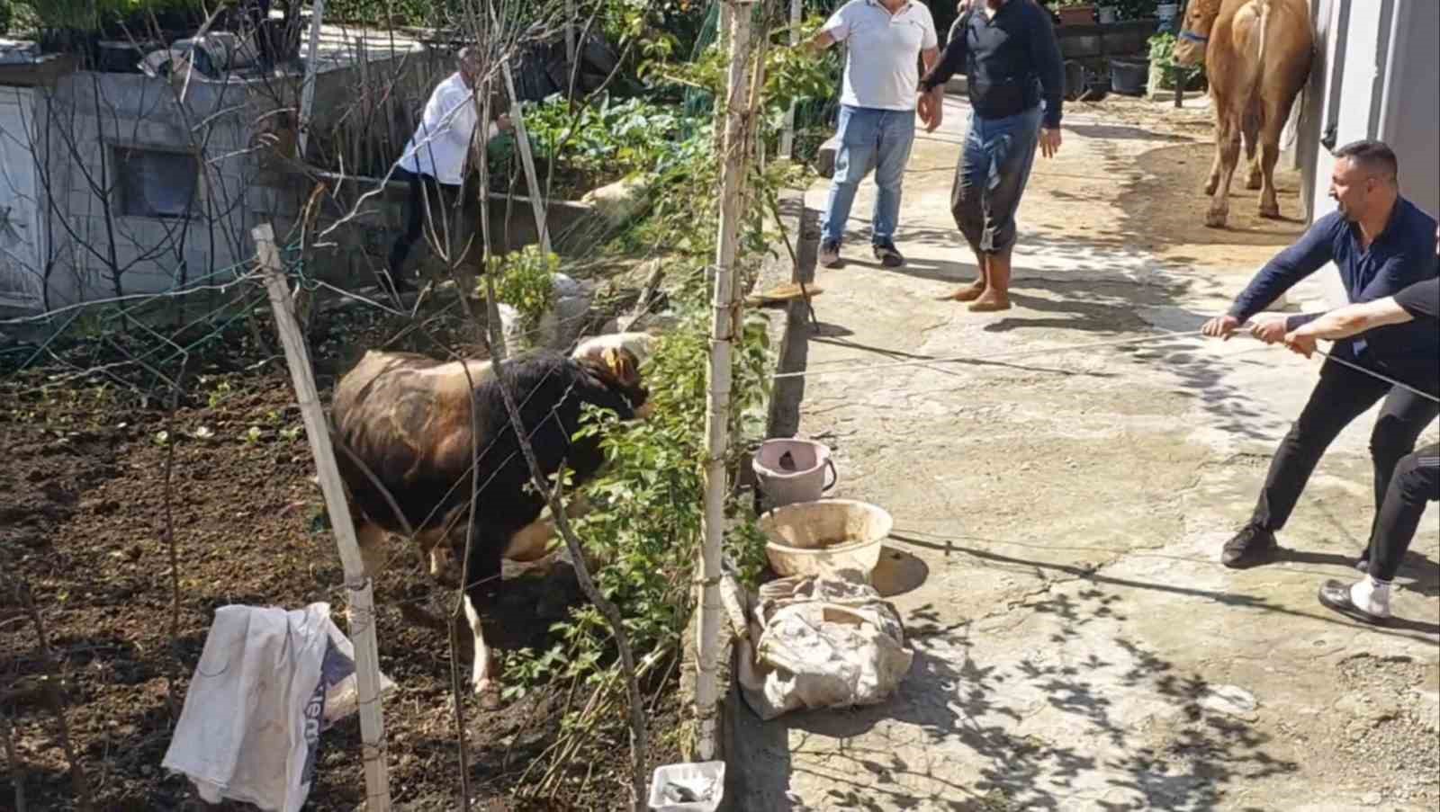 Rize’de kaçan kurbanlık sahiplerine zor anlar yaşattı
