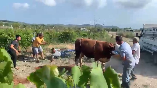 6 kişinin zapt edemediği boğa bir tekmeyle b&ouml;yle yere serdi
