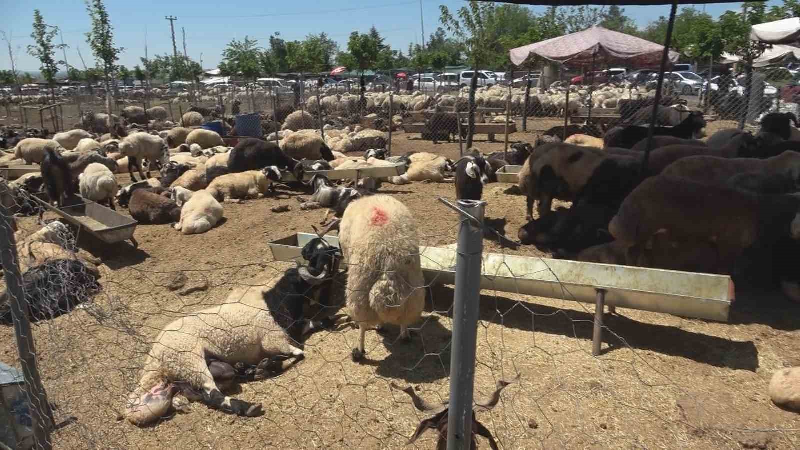 Diyarbakır&rsquo;da bayramın ilk g&uuml;n&uuml;nde kurbanlık mesaisi başladı
