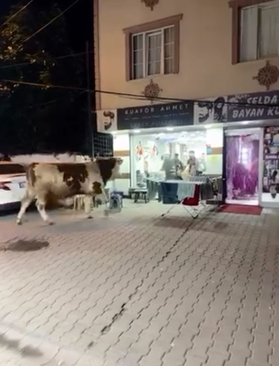 Sultanbeyli’de kaçan boğa kuaför salonunu birbirine kattı
