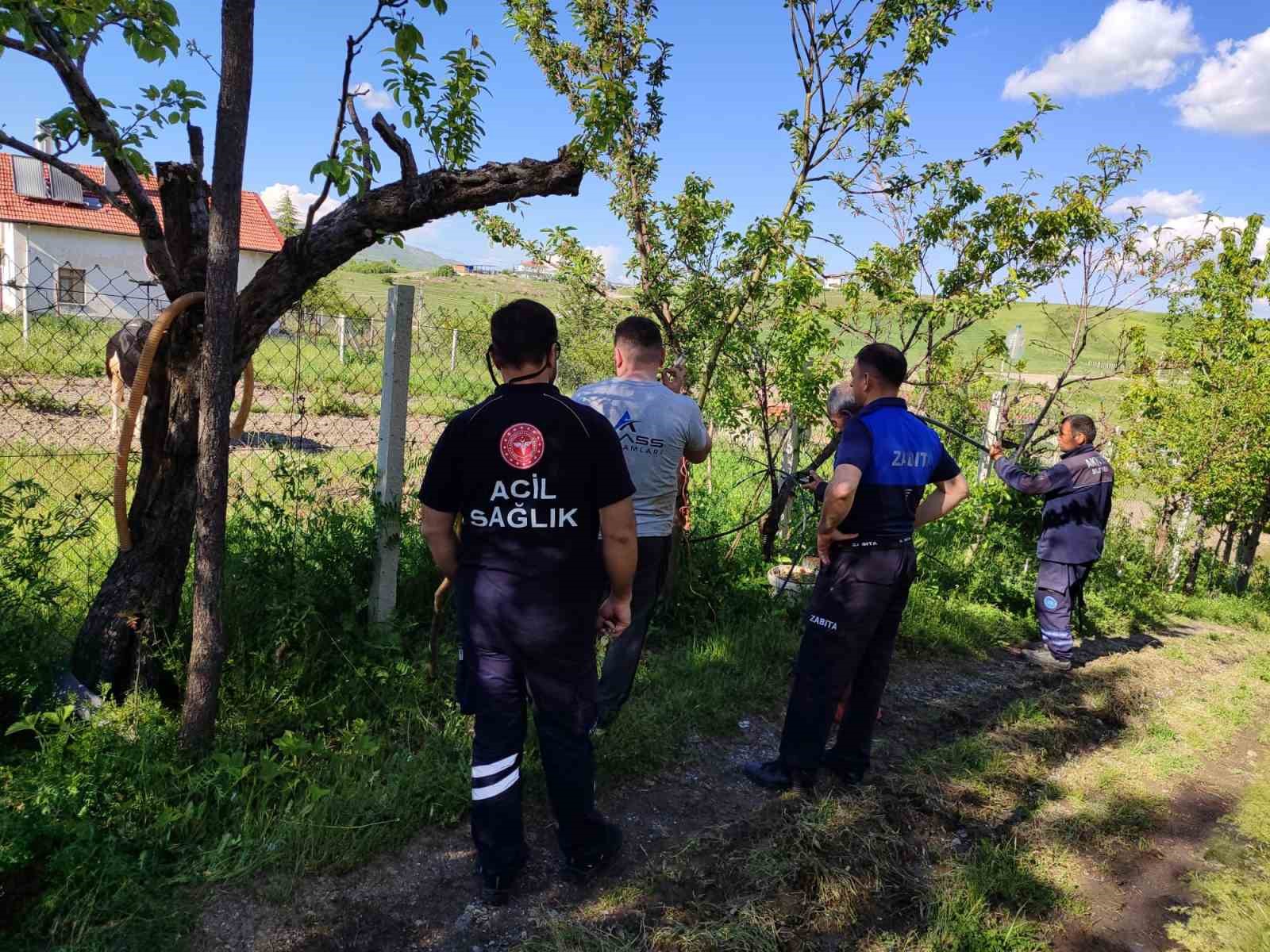 Akyurt’ta kaçan kurbanlık dana yakalandı