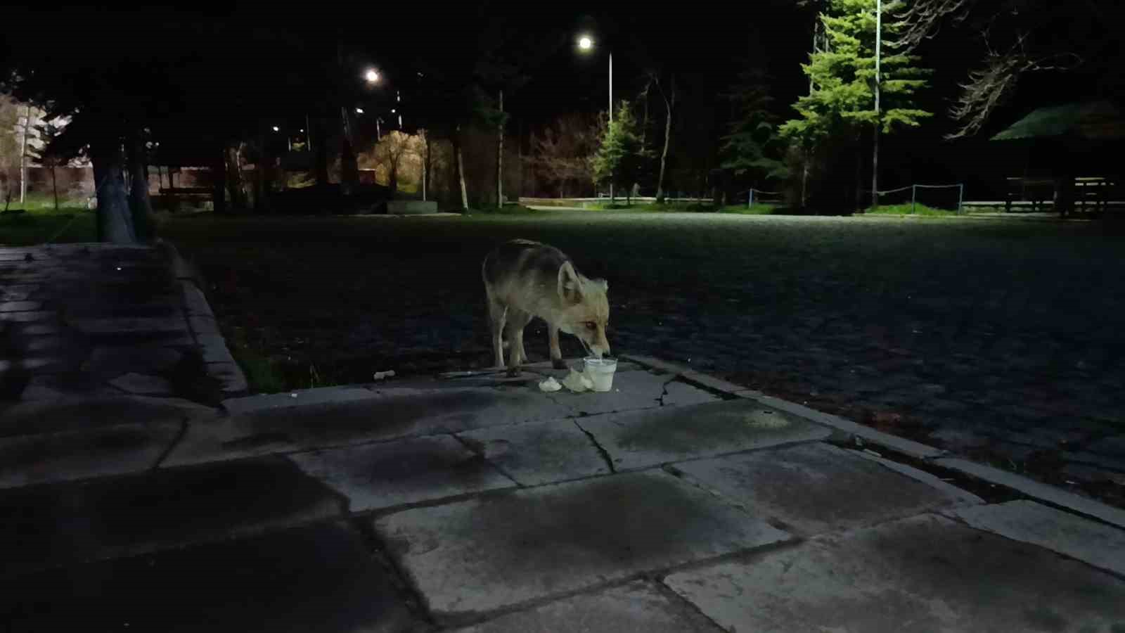 Kars’ta aç kalan kızıl tilki kent merkezine indi