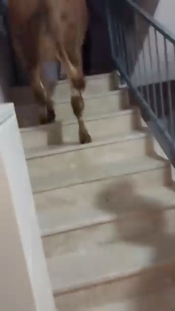 Kesmek için büyükbaş hayvanı 6’ıncı kata çıkardı
