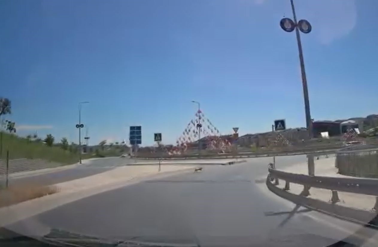 İstanbul Kurban Bayramı'nın ilk günü kaçak kurbanlıkların ortalığı birbirine kattığı anlara sahne olmuştu. Beylikdüzü ilçesinde ise kaçak danalar değil sahibinin elinden kaçan bir köpek ortalığı birbirine kattı. Araçlarla kilometrelerce süren kovalamaca sonucunda yakalanan köpek kendisini yakalayan kadının elini ısırırken, yaşanan o anlar ise kameraya yansıdı.